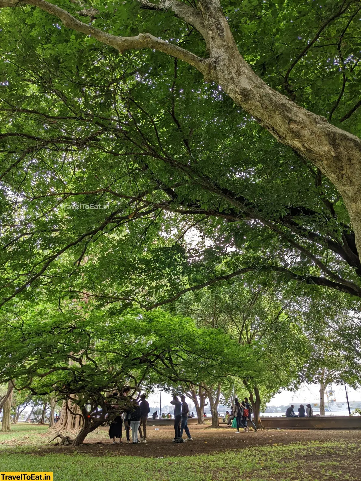 #DayTripsFromKochi Part 5: Our humble Subash Park - Image 2
