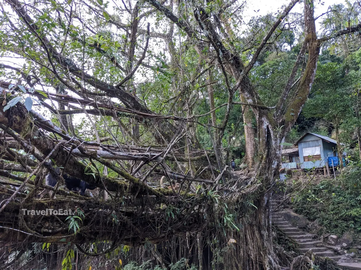 7 days in Meghalaya: Exploring Khasi hills - Image 4