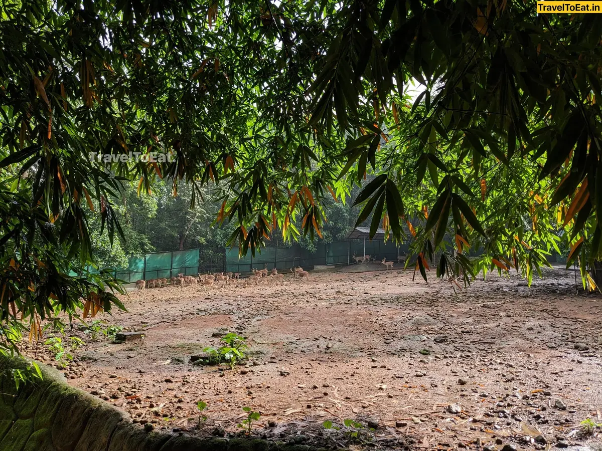 #DayTripsFromKochi: Part 3, Kodanadu - Paniyeli Poru - Image 2