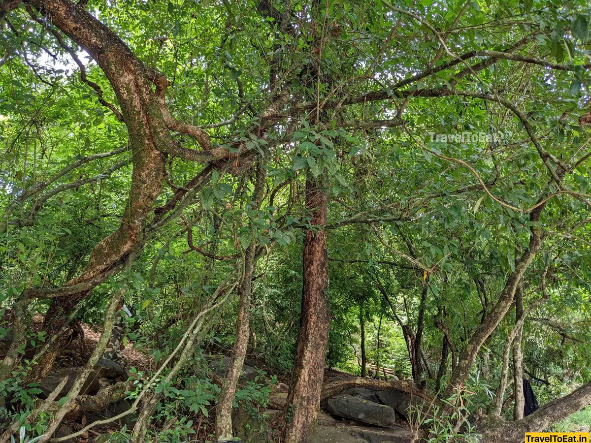 #DayTripsFromKochi: Part 3, Kodanadu - Paniyeli Poru - Image 1