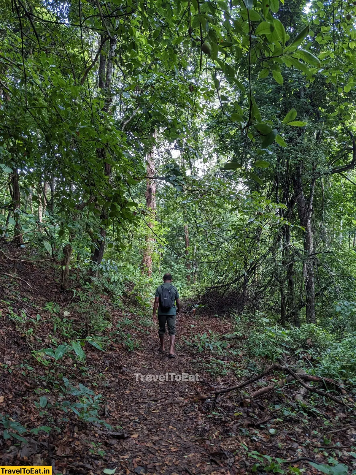 Thrissur Peechi dam trek: Moodal mala - Image 1