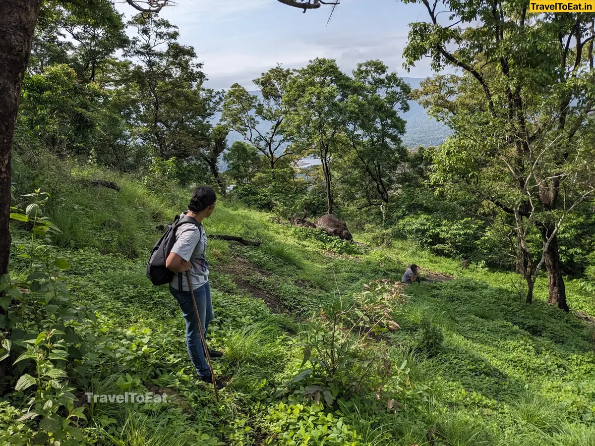 Thrissur Peechi dam trek: Moodal mala - Image 4