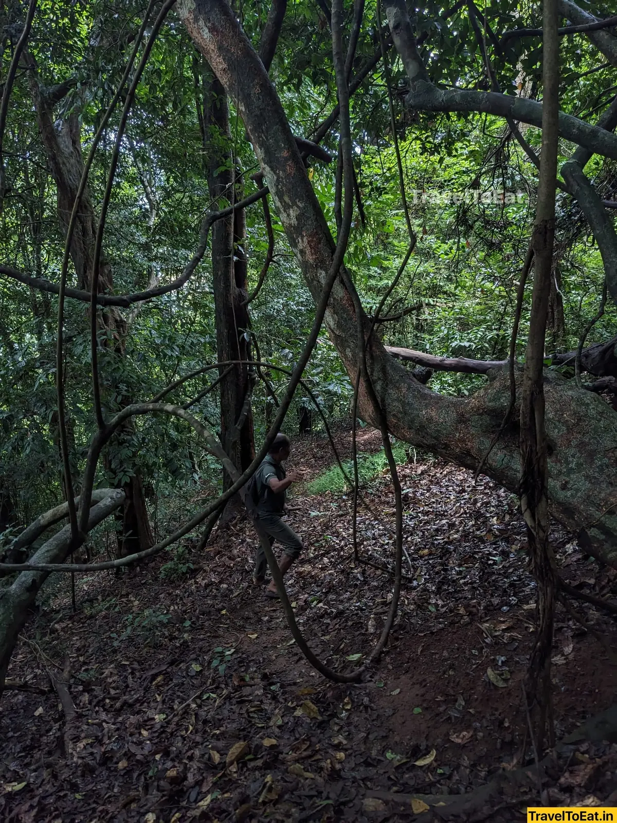 Thrissur Peechi dam trek: Moodal mala - Image 3