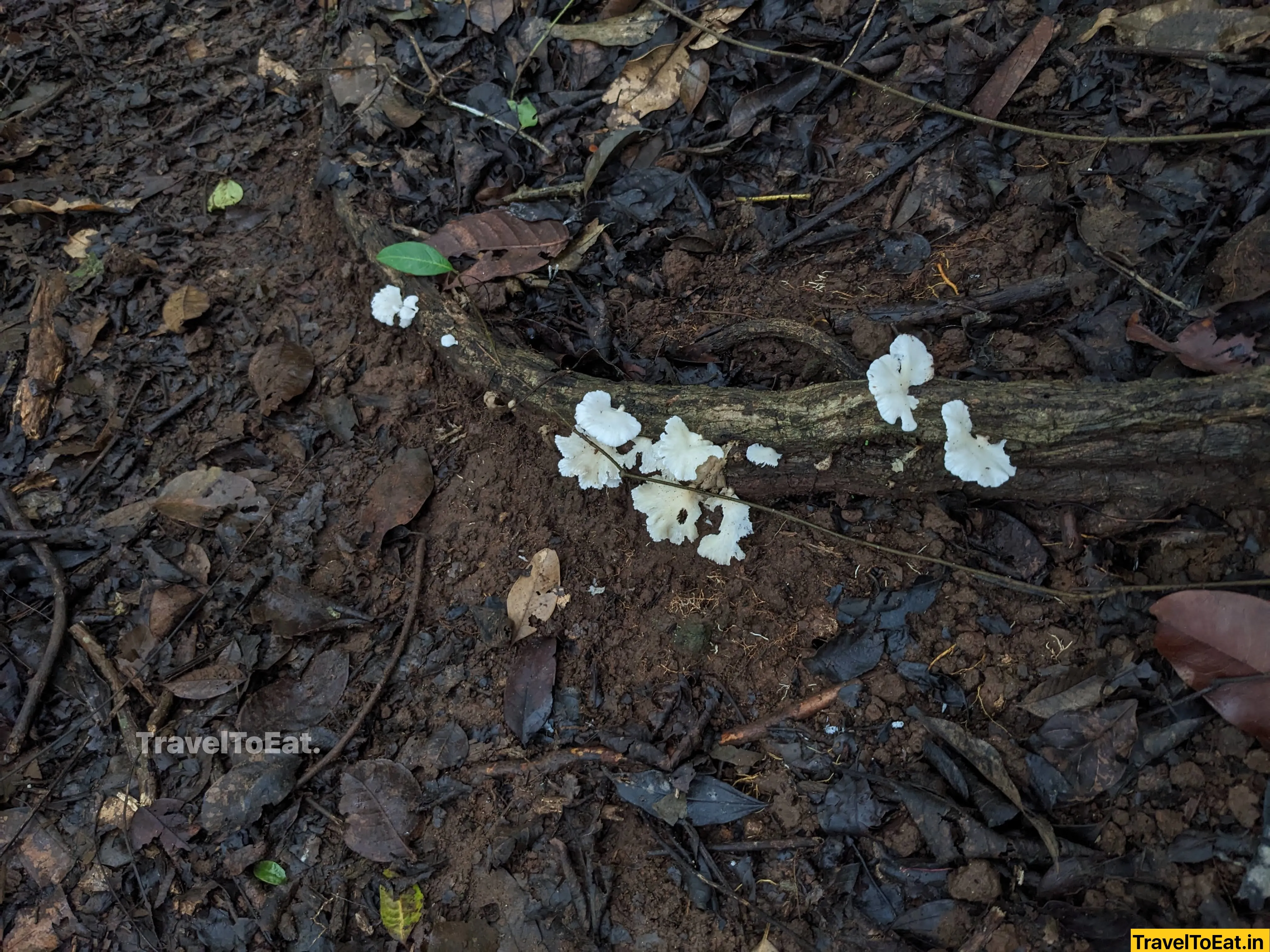 Thrissur Peechi dam trek: Moodal mala - Image 4
