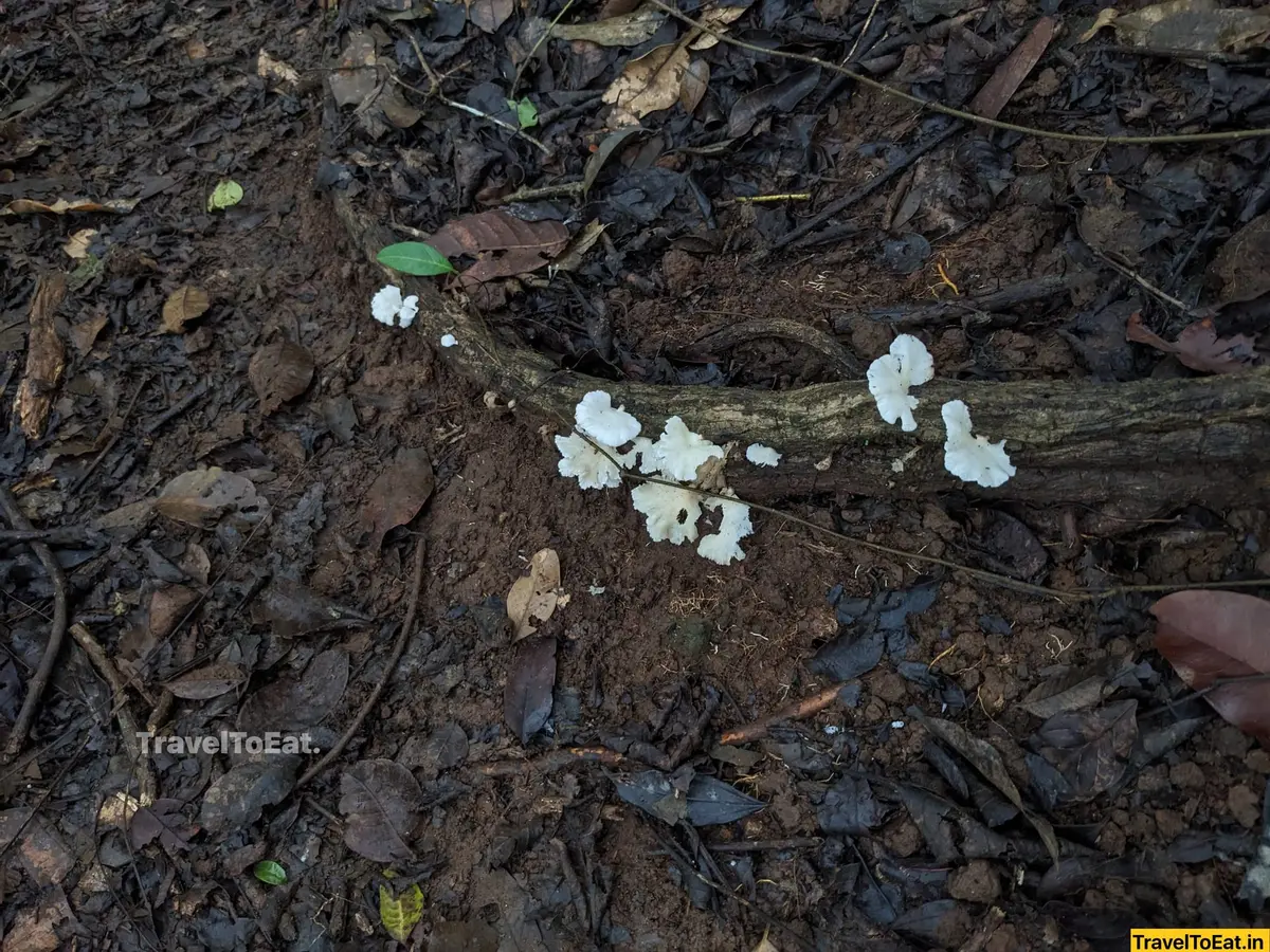 Thrissur Peechi dam trek: Moodal mala - Image 4