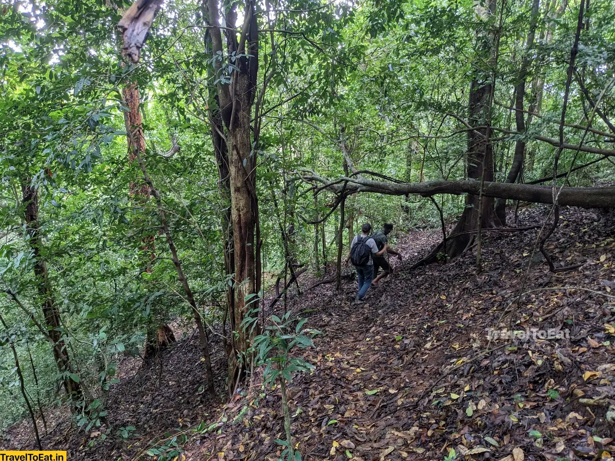 Thrissur Peechi dam trek: Moodal mala - Image 4