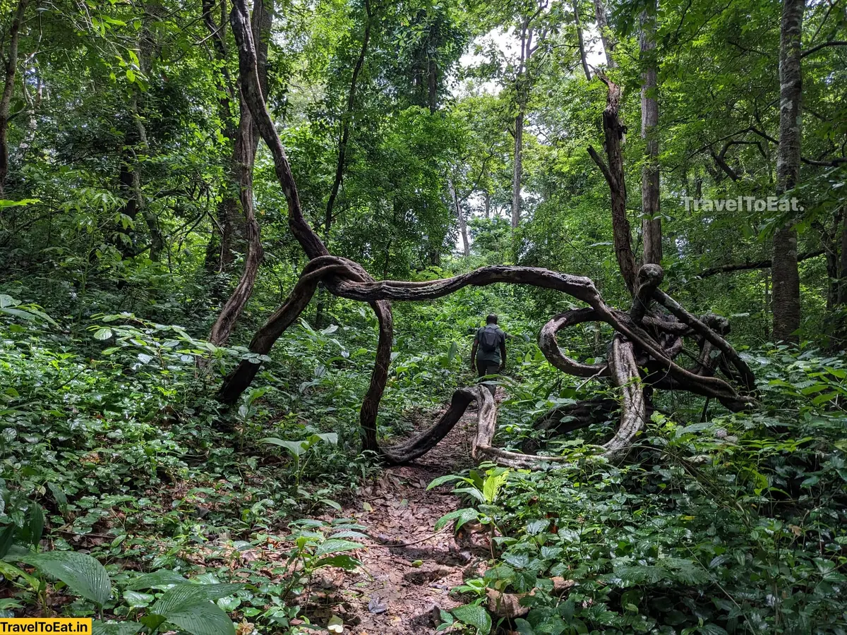 Thrissur Peechi dam trek: Moodal mala - Image 1